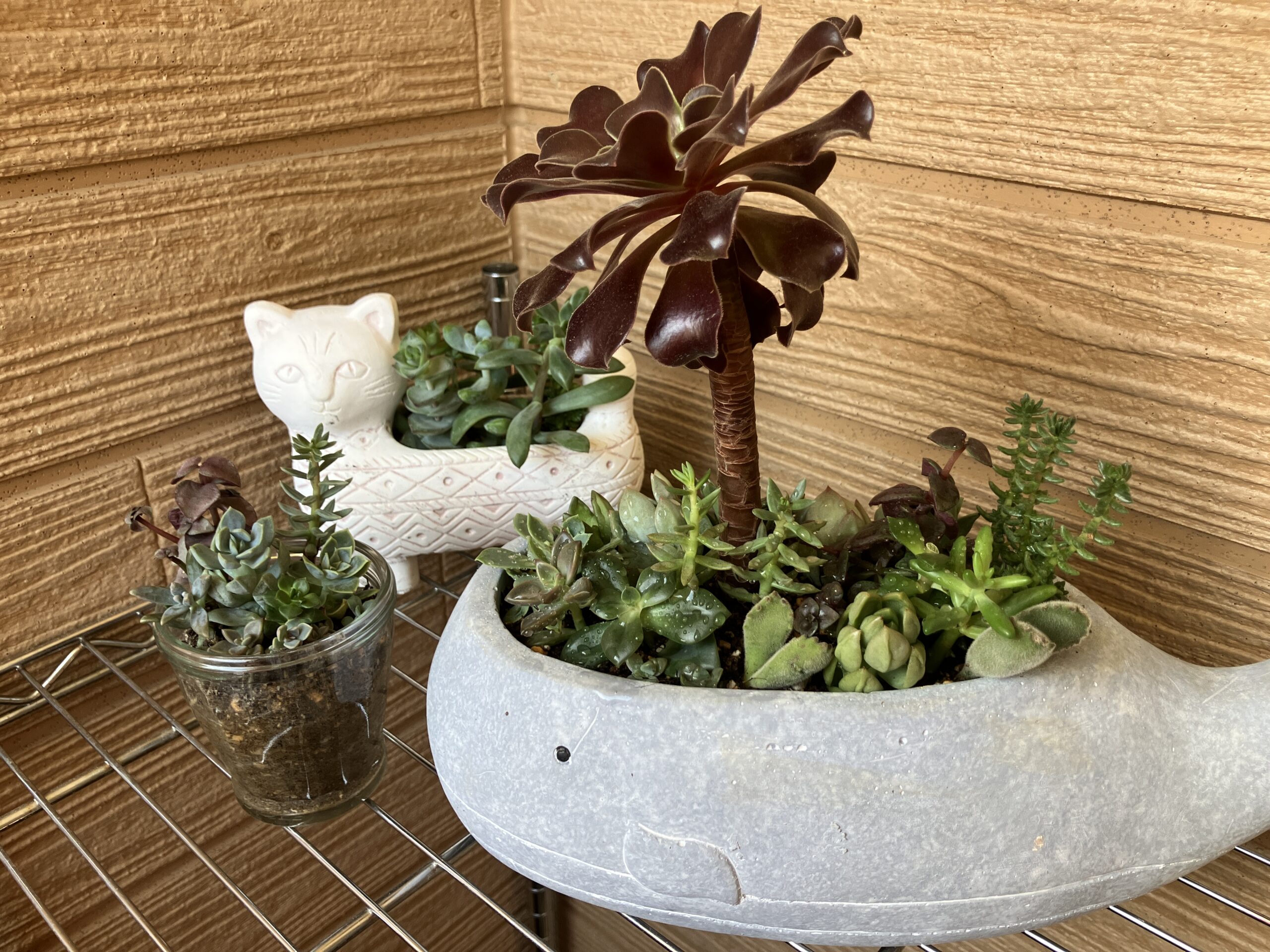 ～我が家の庭 復活計画～ ナツノアツサニハマケタ