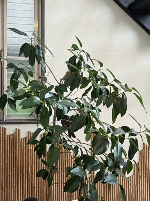 珍しい来『客』？