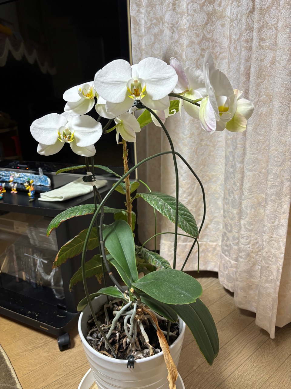 来年も咲いてね　わが家の胡蝶蘭